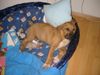 Tosa Foto: unser liebling fago 3 monate (ID 21693) Tosa Hund