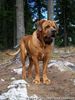 Tosa Foto: Cchintai 80Kg (ID 42936) Tosa Hund