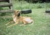 Tosa Foto: Mein Freund `Charly ' (ID 5056) Tosa Hund