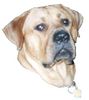 Tosa Foto: Baddy (ID 19562) Tosa Hund