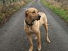 Tosa Hund