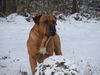 Tosa Foto: alco (ID 43550) Tosa Hund