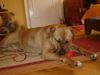 Tosa Foto: this is Tesa.Shes 9 months old (ID 18887) Tosa Hund