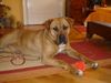 Tosa Foto: This is Tesa , 9 months old tosa-inu (ID 18935) Tosa Hund