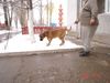 Tosa Foto: this is PIPO , a 22 months old male (ID 18937) Tosa Hund