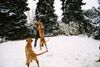 Tosa Foto: Elsa und Abunai spielen mit Richi!! (ID 10551) Tosa Hund