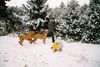 Tosa Foto: Elsa und Abunai der Schnee ist aber suuuper!! (ID 10552) Tosa Hund