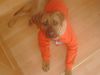 Tosa Foto: Mir ist noch immer Kalt (ID 11768) Tosa Hund