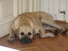 Tosa Hund