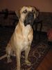 Tosa Foto: Taro 2.5 Jahre (ID 35718) Tosa Hund