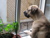 Tosa Hund