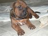 Tosa Foto: Welpen zu verkaufen (ID 32848) Tosa Hund