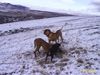Tosa Foto: alco, liza & nera(jagd terrier) la calatele (ID 18803) Tosa Hund