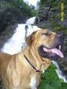 Tosa Foto: alco la rachitele (ID 18557) Tosa Hund