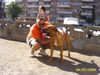 Tosa Foto: alco si andrei (ID 18797) Tosa Hund