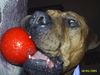 Tosa Foto: alco se joaca (ID 18796) Tosa Hund