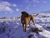 Tosa Foto: alco la calatele (ID 18804) Tosa Hund