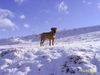 Tosa Foto: alco la calatele (aproape de soiom) (ID 18895) Tosa Hund