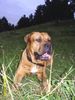Tosa Foto: alco la colina (ID 18813) Tosa Hund