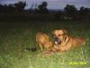 Tosa Foto: alco & athos (ID 18810) Tosa Hund