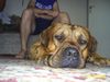 Tosa Foto: alco (ID 18800) Tosa Hund