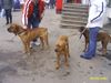Tosa Foto: alco, kita & alda (ID 18807) Tosa Hund