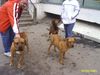 Tosa Foto: alco, kita & alda 2 (ID 18809) Tosa Hund