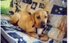 Tosa Foto: unser liebling fago 5 Monate (ID 23115) Tosa Hund