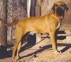 Tosa Hund