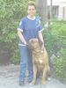 Tosa Foto: Der größte Tosa-Hund in Rumänien (ID 38618) Tosa Hund