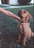 Tosa Foto: Baddy (ID 19563) Tosa Hund