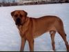 Tosa Foto: Baddy (ID 20381) Tosa Hund