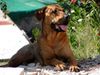 Tosa Hund