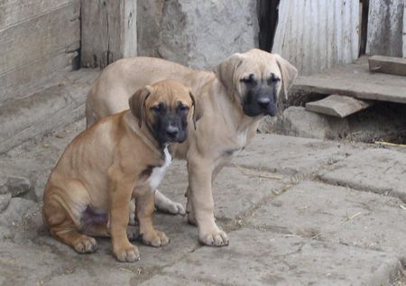 Tosa Hunde Foto 35048 Tosa So klein war ich vor 2 Jahren (und doch viel groesser als mein Bruder)