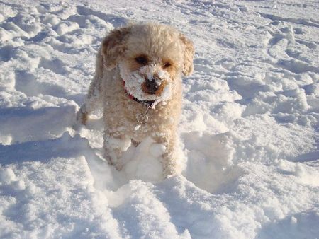 Toy-Pudel Hunde Foto 43798 in höherer Auflösung ansehen Toy-Pudel Lara im Schnee
