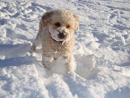 Toy-Pudel Lara im Schnee