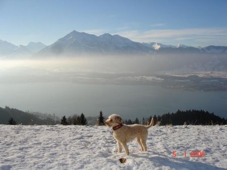 Toy-Pudel Lara im Schnee