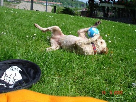 Toy-Pudel Lara Spass am neuen Ball