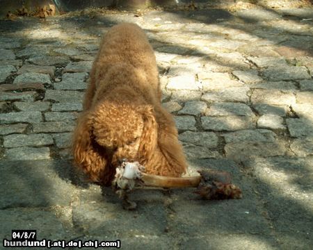 Toy-Pudel auch kleine Hunde mögen große Knochen