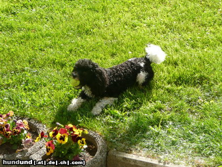 Toy-Pudel Hunde Foto 46472 in höherer Auflösung ansehen Toy-Pudel Unser Filou