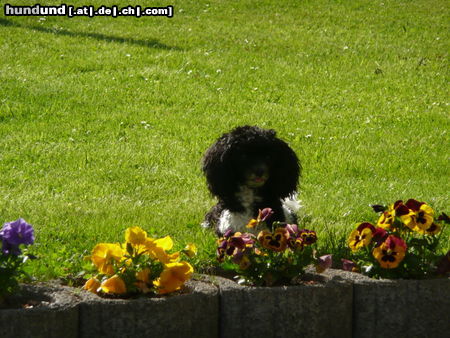 Toy-Pudel Hunde Foto 46473 in höherer Auflösung ansehen Toy-Pudel Unser Filou