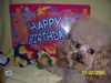 Toy-Pudel Foto: Ich bien 4 jhare alt heute 23 feb (ID 29521) Toy-Pudel Hund