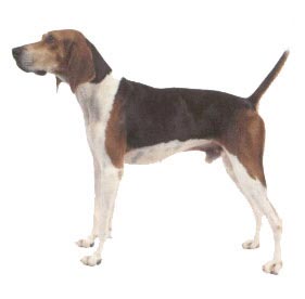 Treeing Walker Coonhound