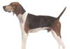 Treeing Walker Coonhound Hund