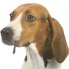 Treeing Walker Coonhound