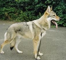 Tschechoslowakischer Wolfhund Argon