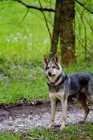 Tschechoslowakischer Wolfhund Jacky mit 10 Jahren - tsch.Wolfmix