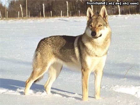 Tschechoslowakischer Wolfhund Hunde Foto 10229 Tschechoslowakischer Wolfhund Jolly z Molu Es