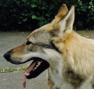 Tschechoslowakischer Wolfhund Argon