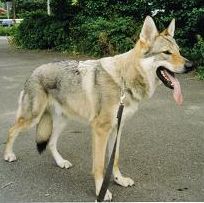 Tschechoslowakischer Wolfhund Argon